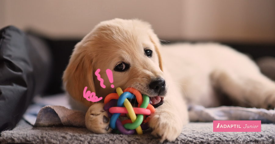 7 Puppy Play Tips to Limit Biting and Growling